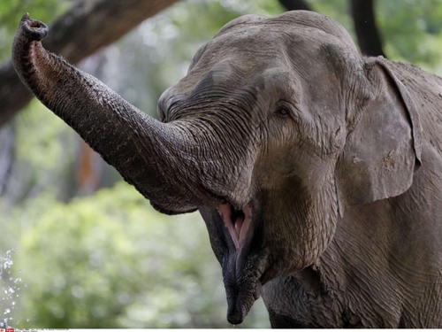 Pourquoi des éléphants naissent-ils sans défense ?
